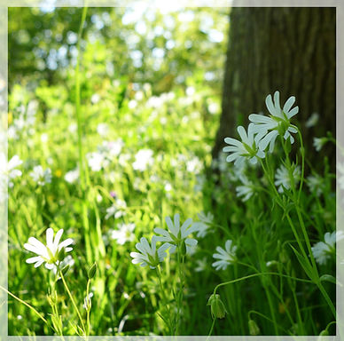 la stellaire holostée.jpeg