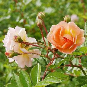 Rosa 'Ghislaine de Féligonde' hybride de multiflora, France, Eugène Turbat, 1916.jpeg