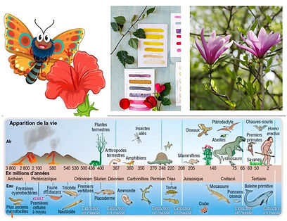 des dinosaures à aujourd'hui, les plantes des jardins.. 2 le jardin de L'encas et l'échopp
