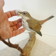 the hermit thrush sculpture
sculpture grive solitaire
eremitskogstrast skulptur
bird sculpture
wildlife art
sculpture oiseau
fågel skulptur