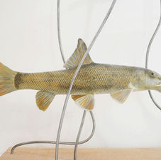 barbel fish sculpture
sculpture barbeau commun 
flodbarb skulptur
fish sculpture
wildlife art
sculpture poisson
fisk skulptur
