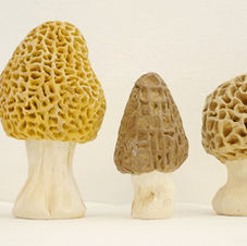 morels sculpture
morilles sculpture
murklor skulptur