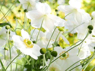 Anemone 'Honorine Jobert'.JPG