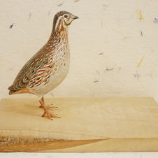 common quail sculpture
caille des blés sculpture
vagtel skulptur
bird sculpture
wildlife art
sculpture oiseau
fågel skulptur