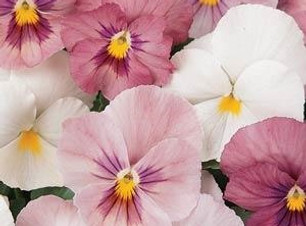 pansy.jpg