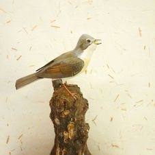 whitethroat sculpture
sculpture fauvette grisette
törnsångare skulptur
bird sculpture
wildlife art
sculpture oiseau
fågel skulptur
