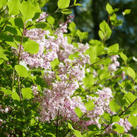 Syringa meyeri 'Palibin'