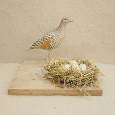 corncrake sculpture
râle des genêt
sculpture
kornknarr skulptur
bird sculpture
wildlife art
sculpture oiseau
fågel skulptur
