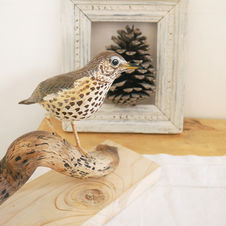 songthrush sculpture
sculpture grive musicienne
talstrat skulptur
bird sculpture
wildlife art
sculpture oiseau
fågel skulptur
