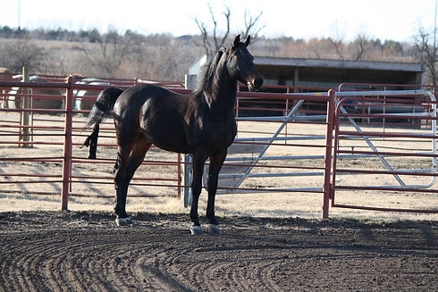 round pen tall horse.jpeg
