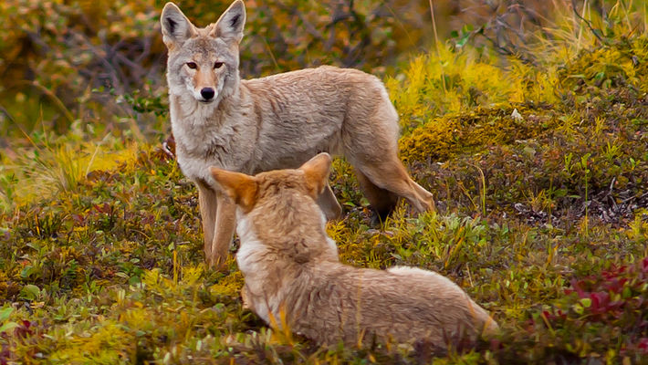 Denali Coyotes 2.jpg