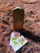 grave roses offering votive memorial Galisteo New Mexico
