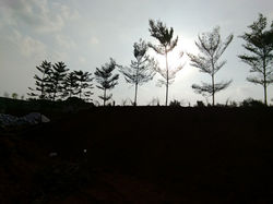 View from Driveway