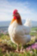 close-up-beautiful-chicken.jpg