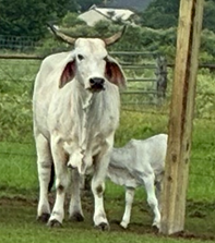 Meera was born on July 03rd and started walking on the same day as strong as her mother.