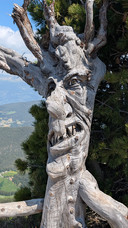 Very cool "witch" tree!