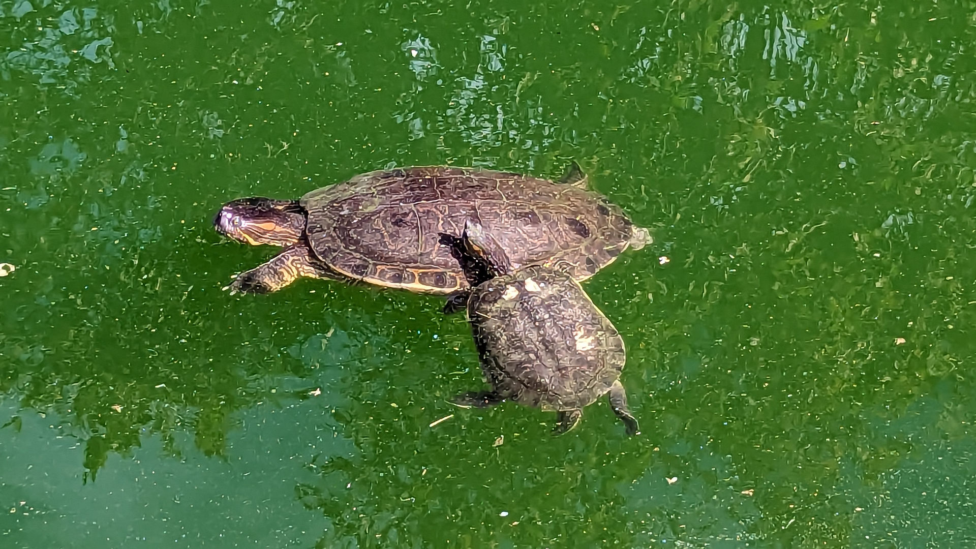 Turtles at Flora Farms