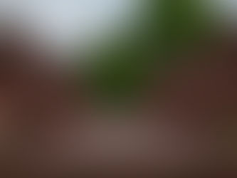 Plastic Composite Wood for Decking: What Homeowners Should Know