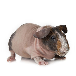 shutterstock_103225220.jpg