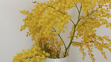 Mimosen als Glücksbringer