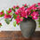 Thumbnail: PINK BOUGAINVILLEA - SINGLE STEM
