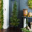 Thumbnail: 'THE POTTED PINE' CHRISTMAS TREE 1.8m
