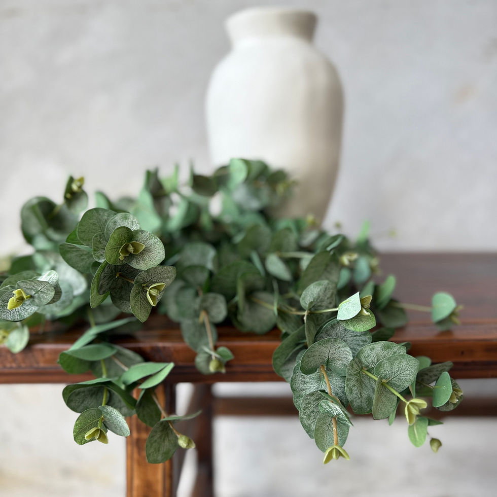 Thumbnail: EUCALYPTUS 'SILVER DOLLAR' - SINGLE STEM