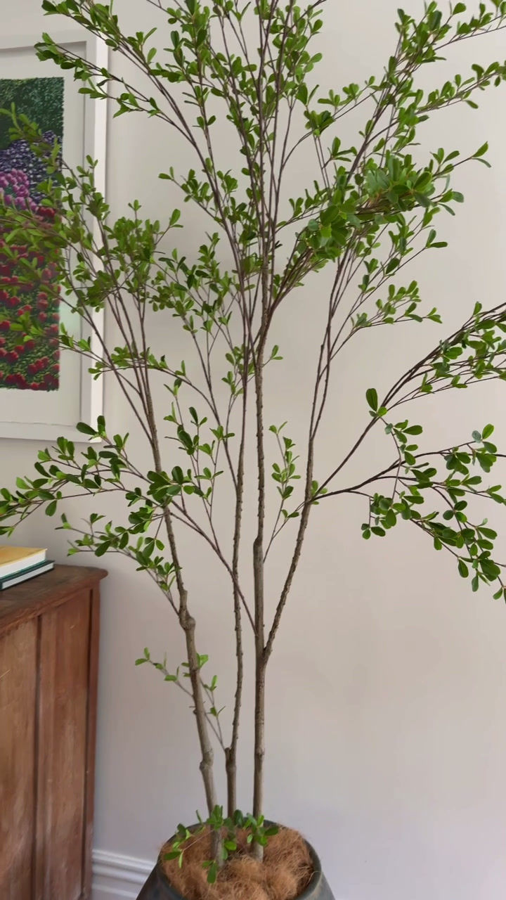 Thumbnail: 'BELLA NERA' FAUX BLACK OLIVE TREE 2.5m (WHITE, EARTH, or NO Pot)