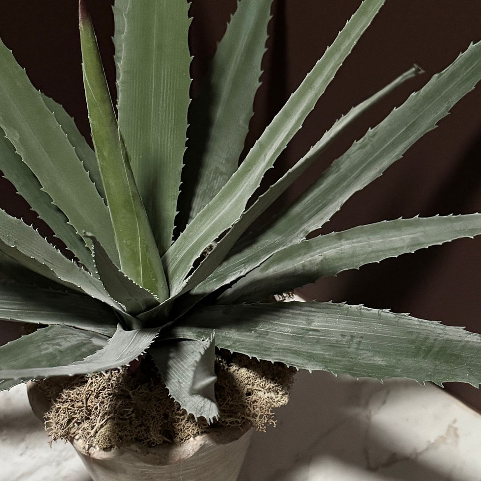 Thumbnail: 'ALOE ALOE' POTTED PLANT