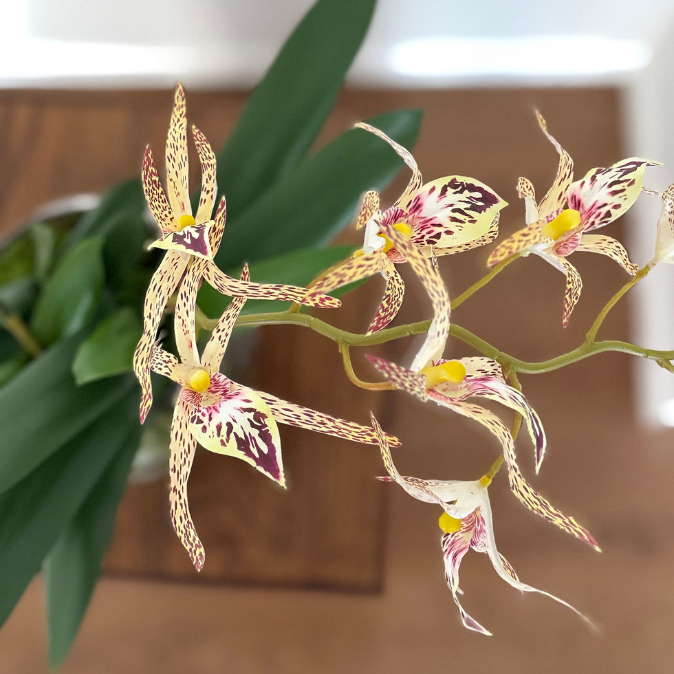 Thumbnail: POTTED SPIDER ORCHID