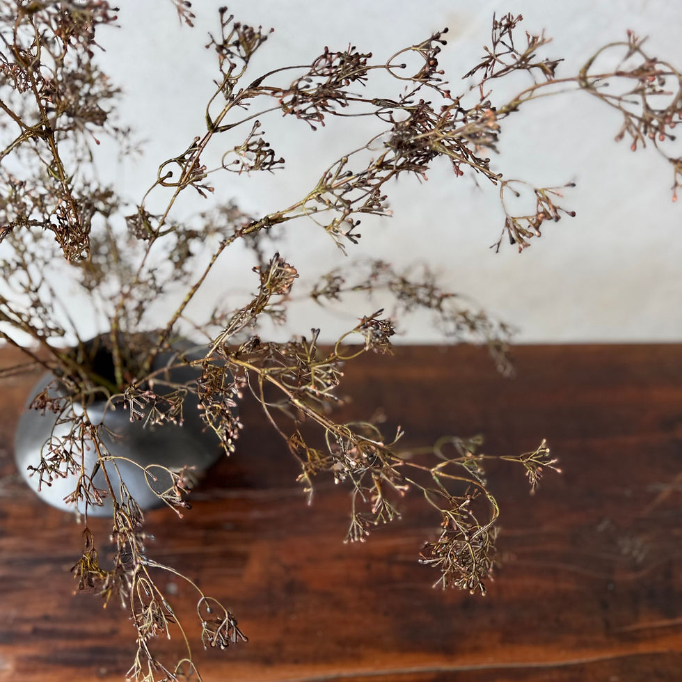Thumbnail: DRIED-LOOK CORIANDER SEED BRANCH - SINGLE STEM