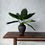 Thumbnail: FAN PALM LEAF - SINGLE STEM