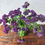 Thumbnail: PURPLE SEDUM - SINGLE STEM