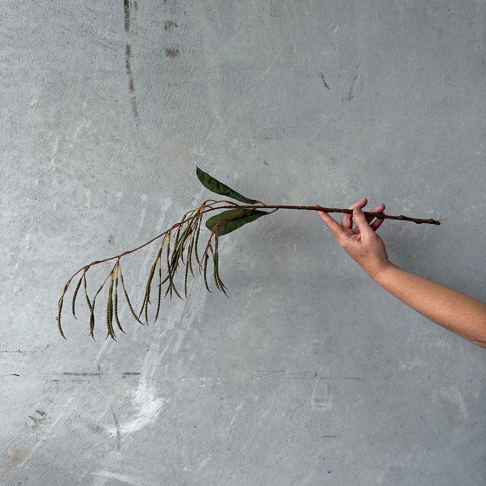 Thumbnail: DRAPING SEED PODS - SINGLE STEM