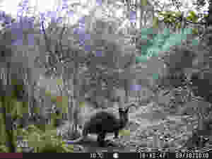 Wallaby in forest