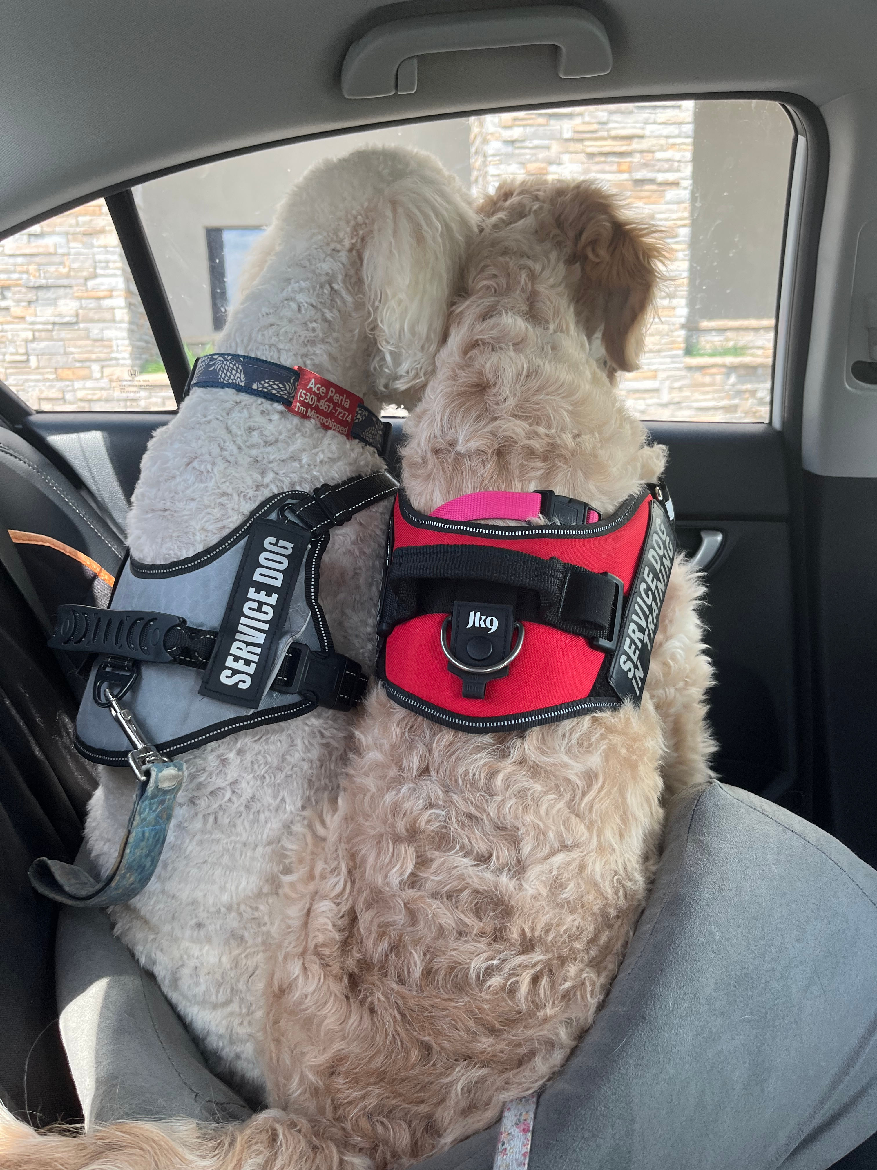 My current Service Dog and my current Service Dog in Training