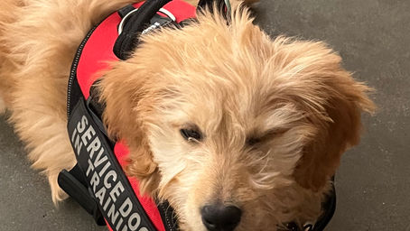 Comprehensive Guide to Evaluating Service Dog Candidates: Understanding Temperament Traits and Testing Methods