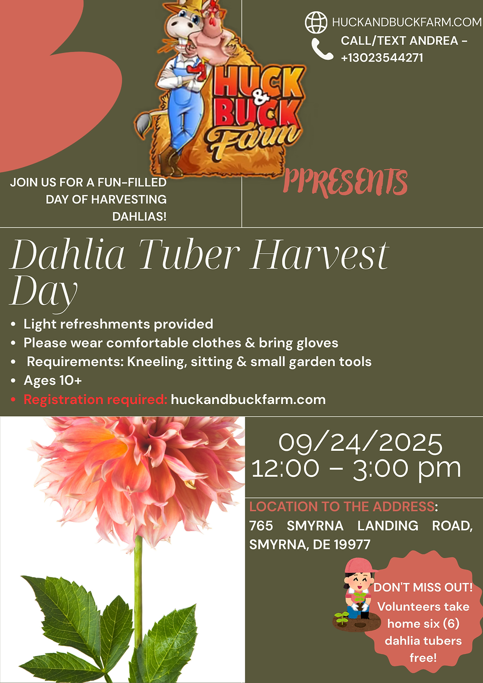 Dahlia Tuber Harvest Day