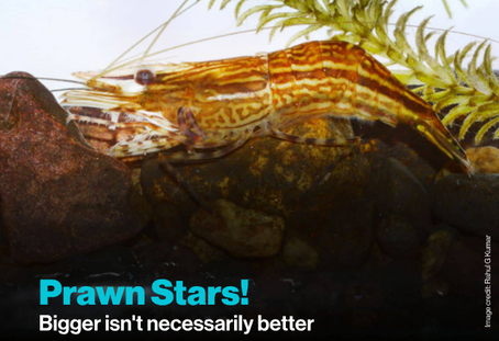 Prawn Stars