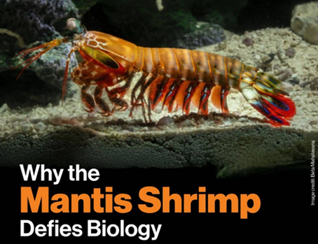 Why the Mantis Shrimp Defies Biology