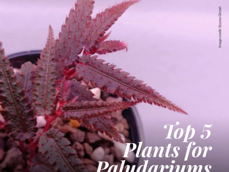 Top 5 Plants for Paludariums