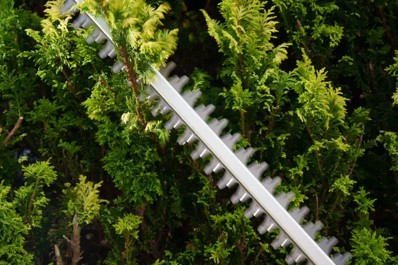 Thumbnail: Flymo 18V SimpliCut 550 55cm Battery Hedge Trimmer (2.0Ah Battery & Charger)