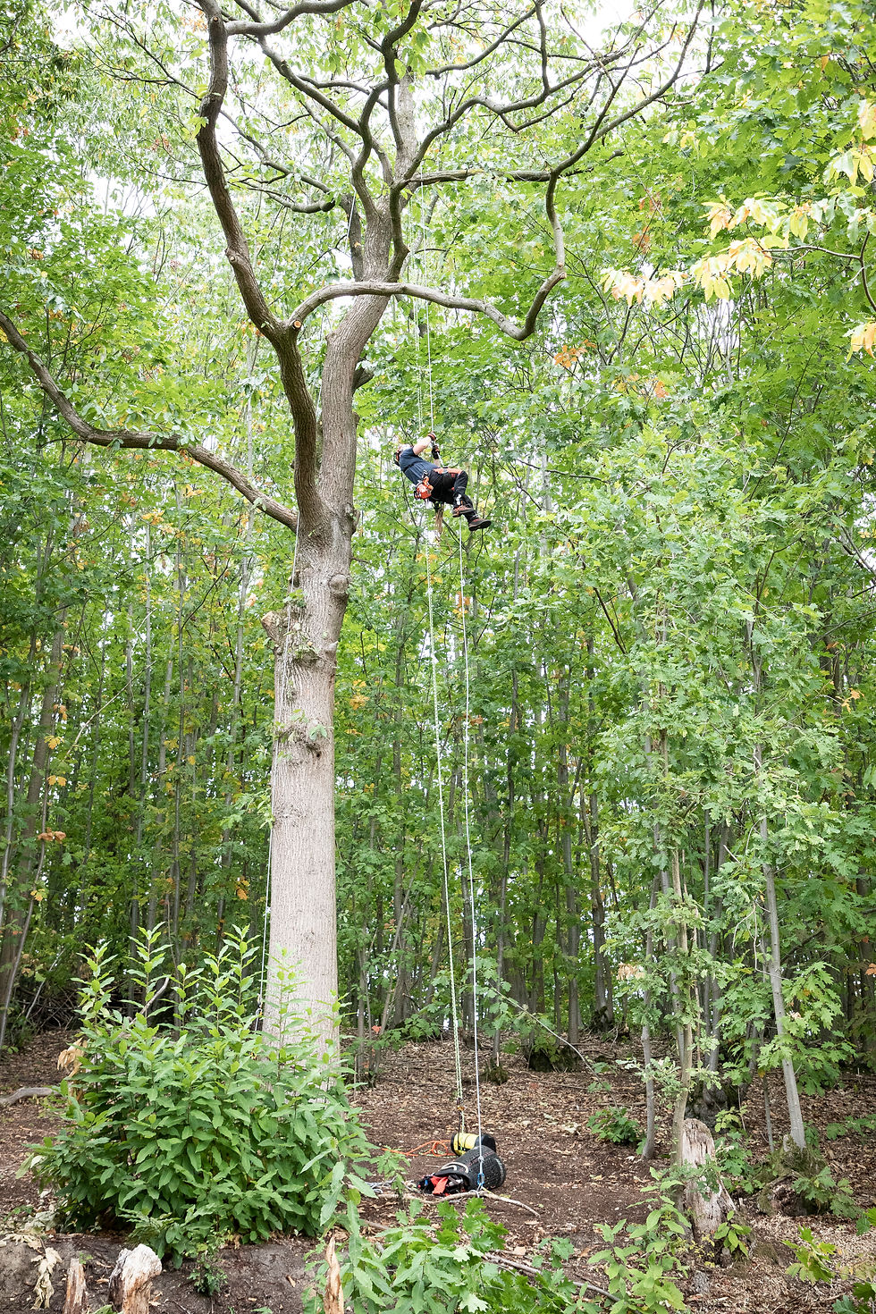 Thumbnail: Echo DCS-2500T 10" Battery Chainsaw (Tool Only)