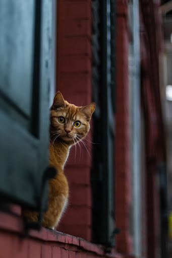 Cat in a doorway - TassieCat
