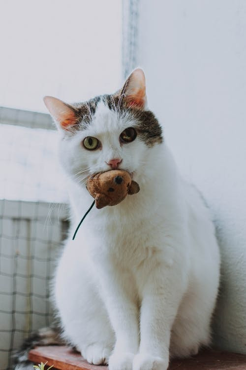 Cat with toy mouse - TassieCat