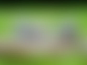 What Is Kitten Season and How Can You Help?