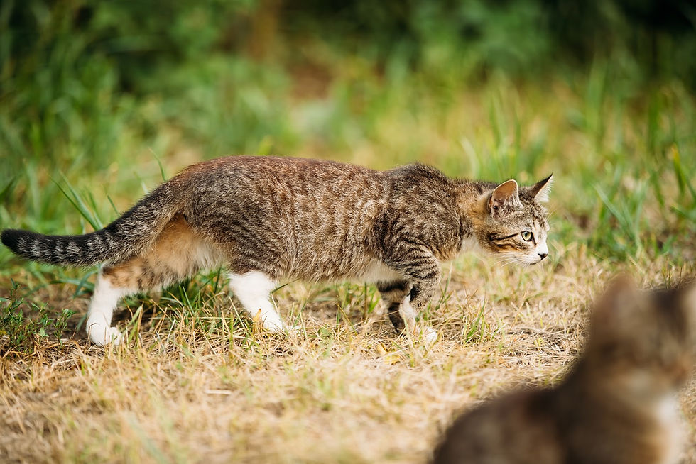 Cat hunting - TassieCat