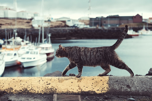 Cat walking along a wall - TassieCat