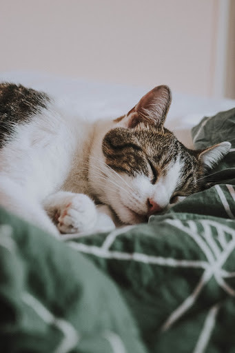 Cat asleep in bed - TassieCat