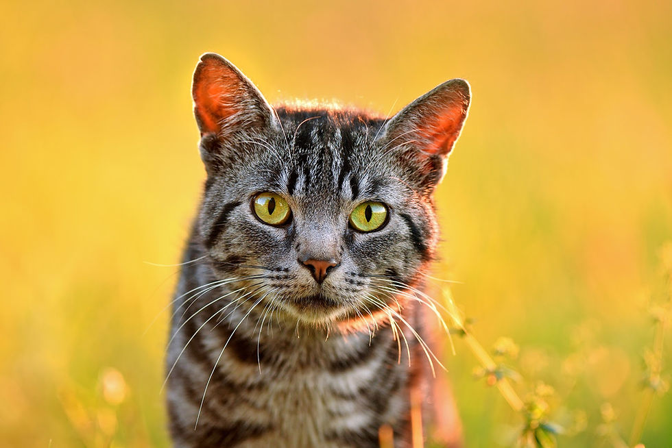 Outdoor cat - TassieCat